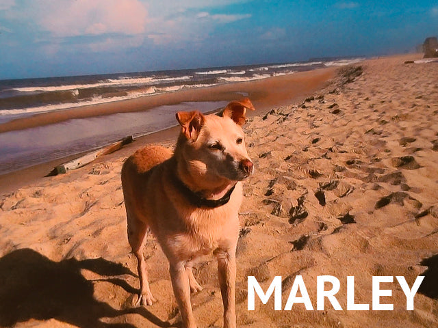 What Ted Lasso has reminded me about humans and leadership